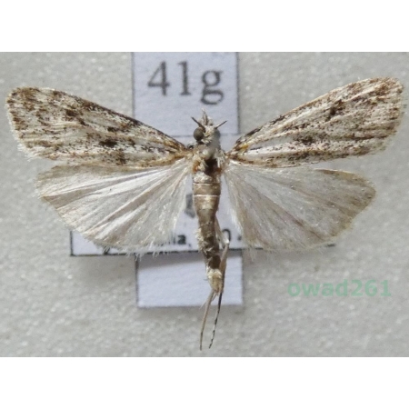 Scoparia basistrigalis Knaggs, 1866 Zamiotka bazikreska Czech41g